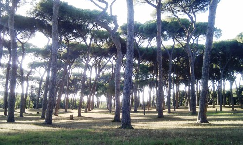 Pine trees in Villa Doria Pamphili park
