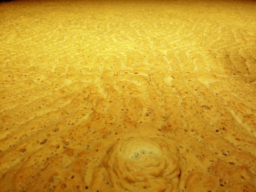 Harveys, fermenter brain crust 2