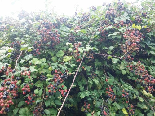 Amazing year for brambles.