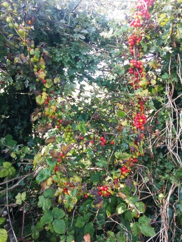 Garland of black bryony