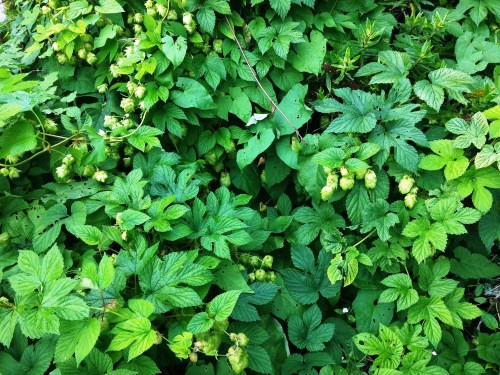 Hops - and convolvulus - Steyning