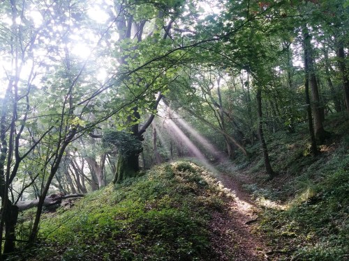 Sunlight through the morning mist in woods, near South Harting