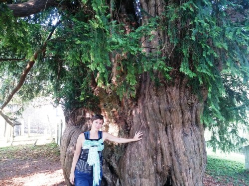Thousand year old yew, Corhampton Church