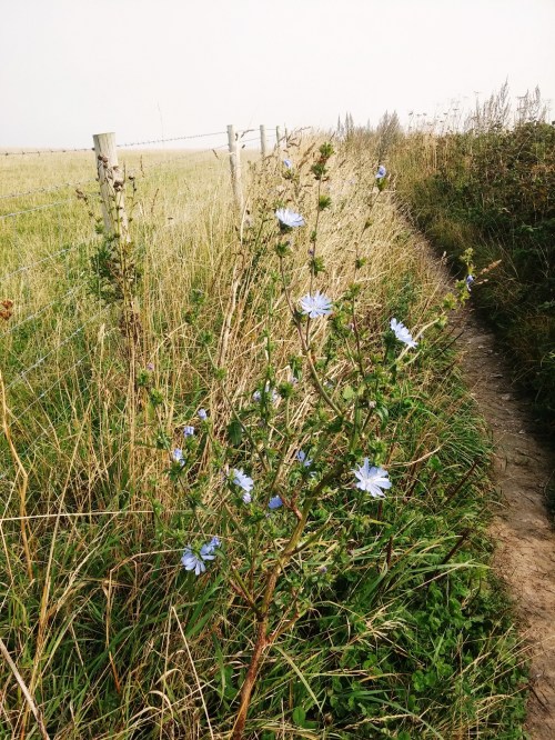 Wild chicory