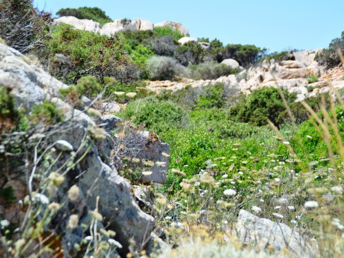 Macchia scrub on Isola Caprera. Pic: Fran Hortop