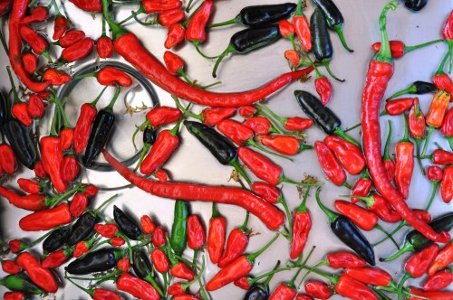 Some of this year's chili harvest